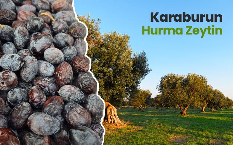 Karaburun Hurma Zeytin: Doğanın Sofralarımıza Hediyesi