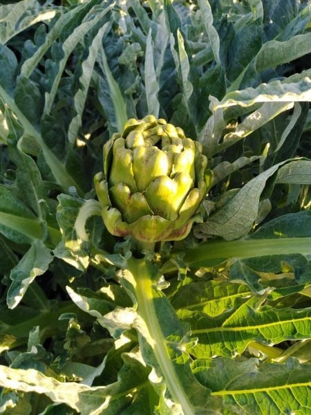 Taze Soyulmamış Enginar 20 Adet