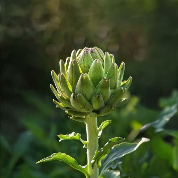Taze Soyulmamış Çanaklık Enginar 5 Adet