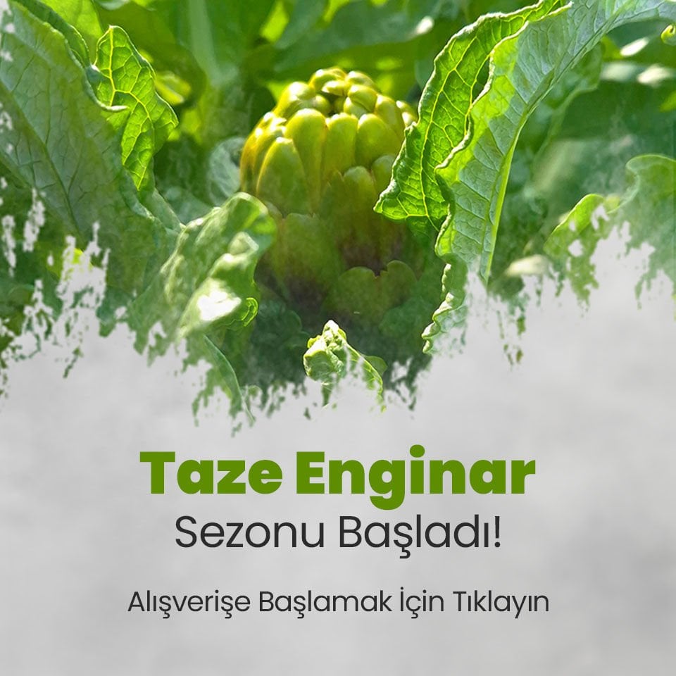 Yeni Sezon Enginar